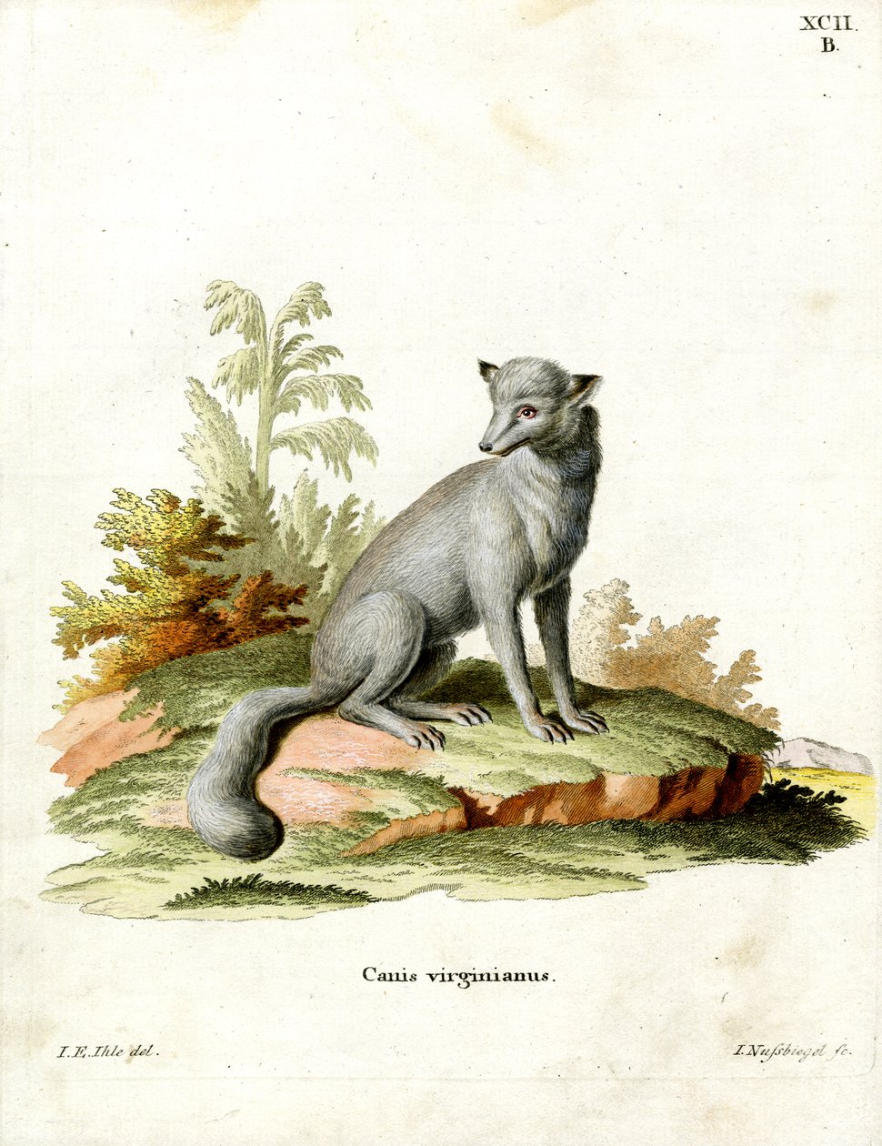 Virginian Fox (barevná rytina) od German School