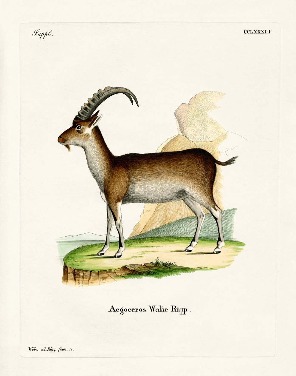 Walia Ibex (barevná rytina) od German School