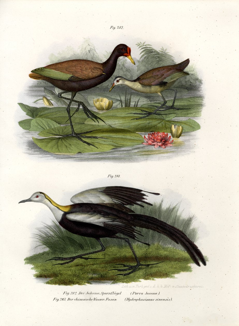 Wattled Jacana, 1864 od German School