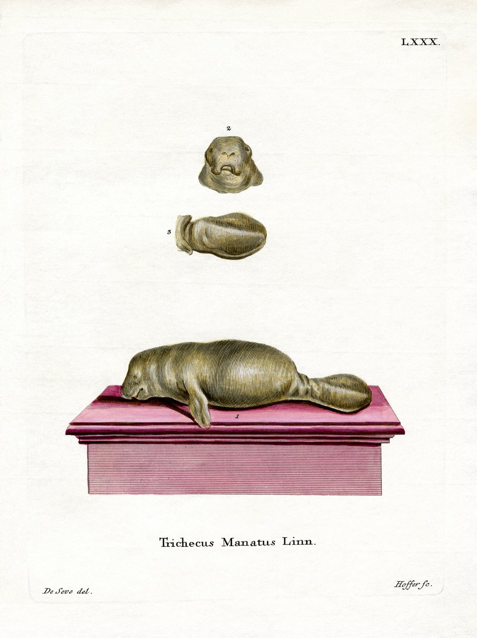 Manatee západoindický (barevná rytina) od German School