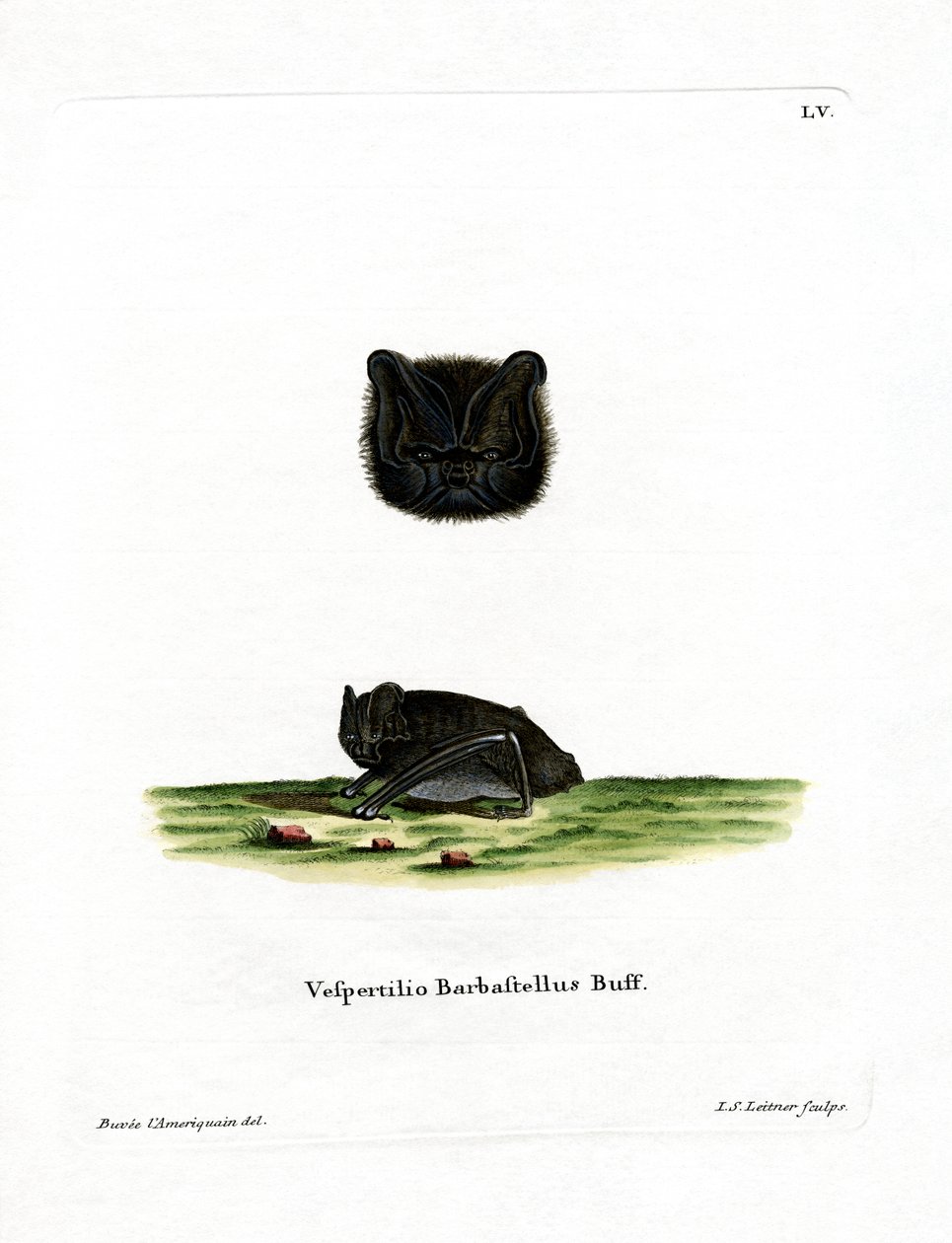 Western Barbastelle (barevná rytina) od German School