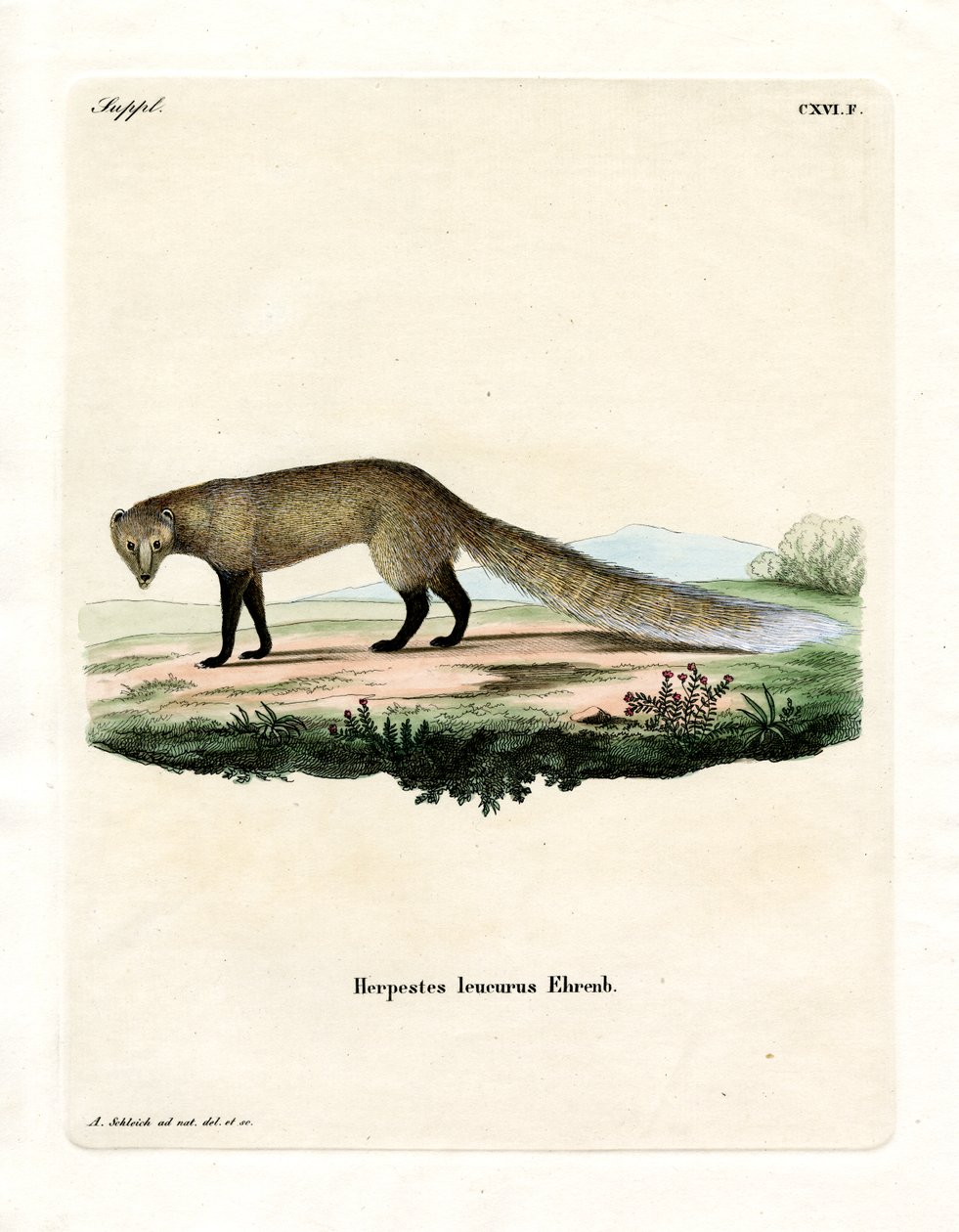 Mongoose běloocasá (barevná rytina) od German School