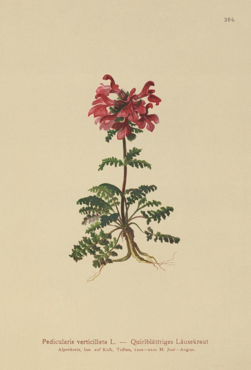 Všivec přeslenitý (Pedicularis verticillata) od German School