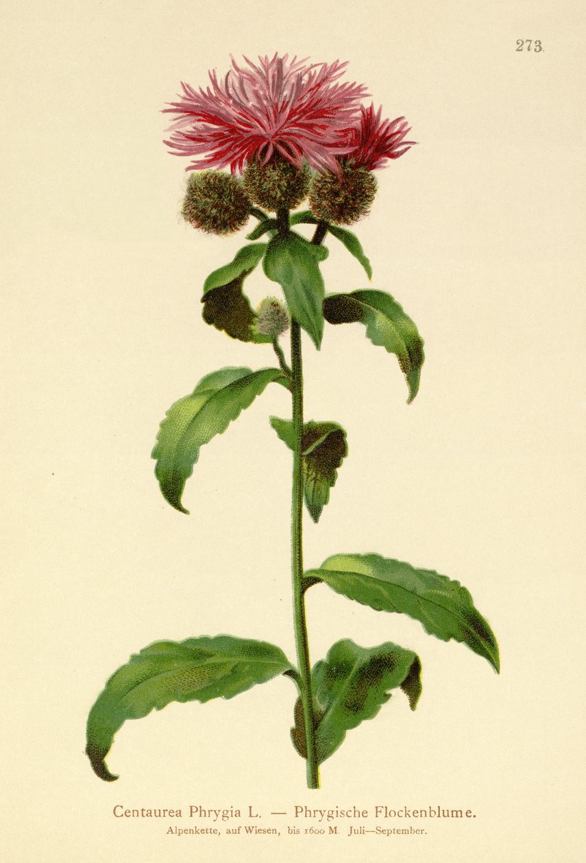 Knapweed paruka (Centaurea Phrygia) od German School