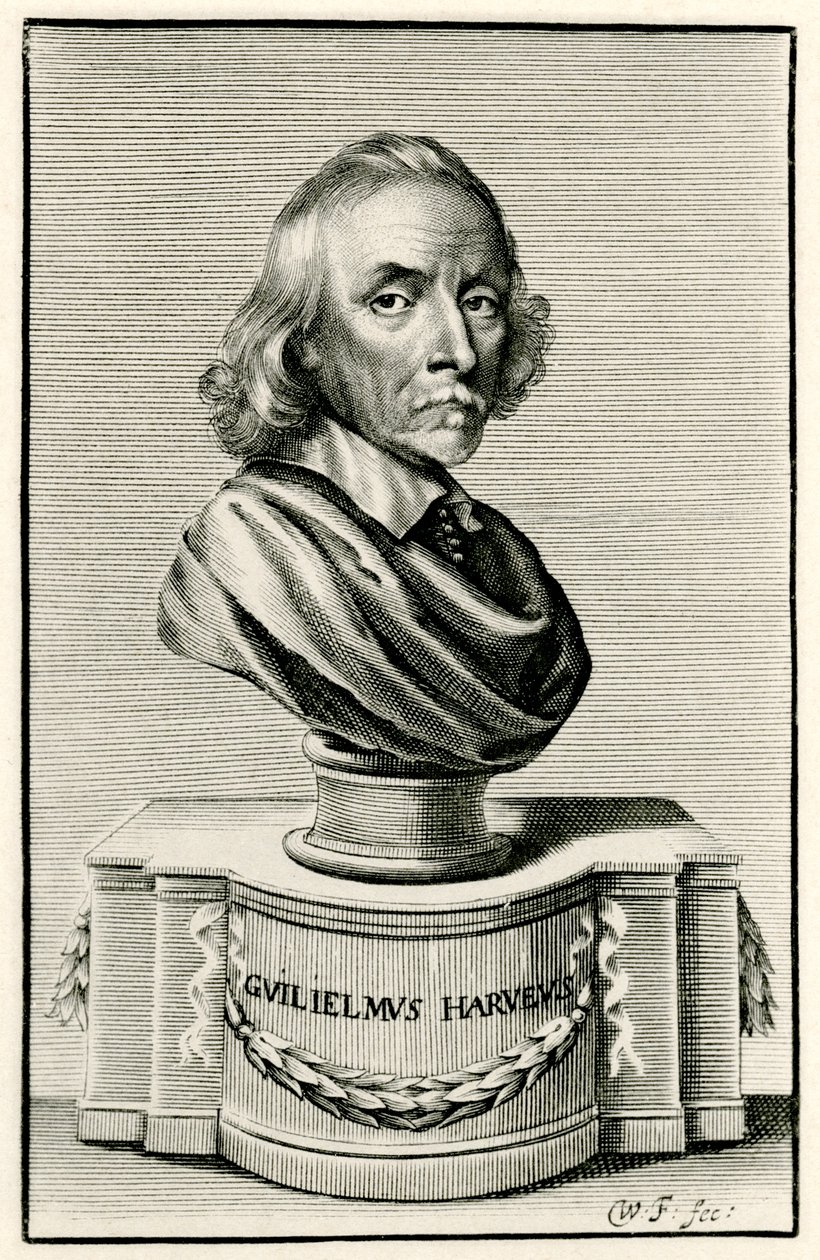 William Harvey od German School