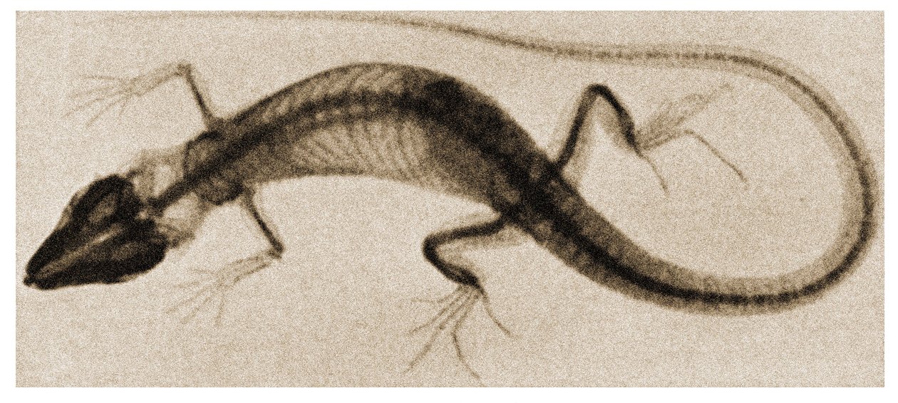 X Ray of a Lizard c.1890 od German School
