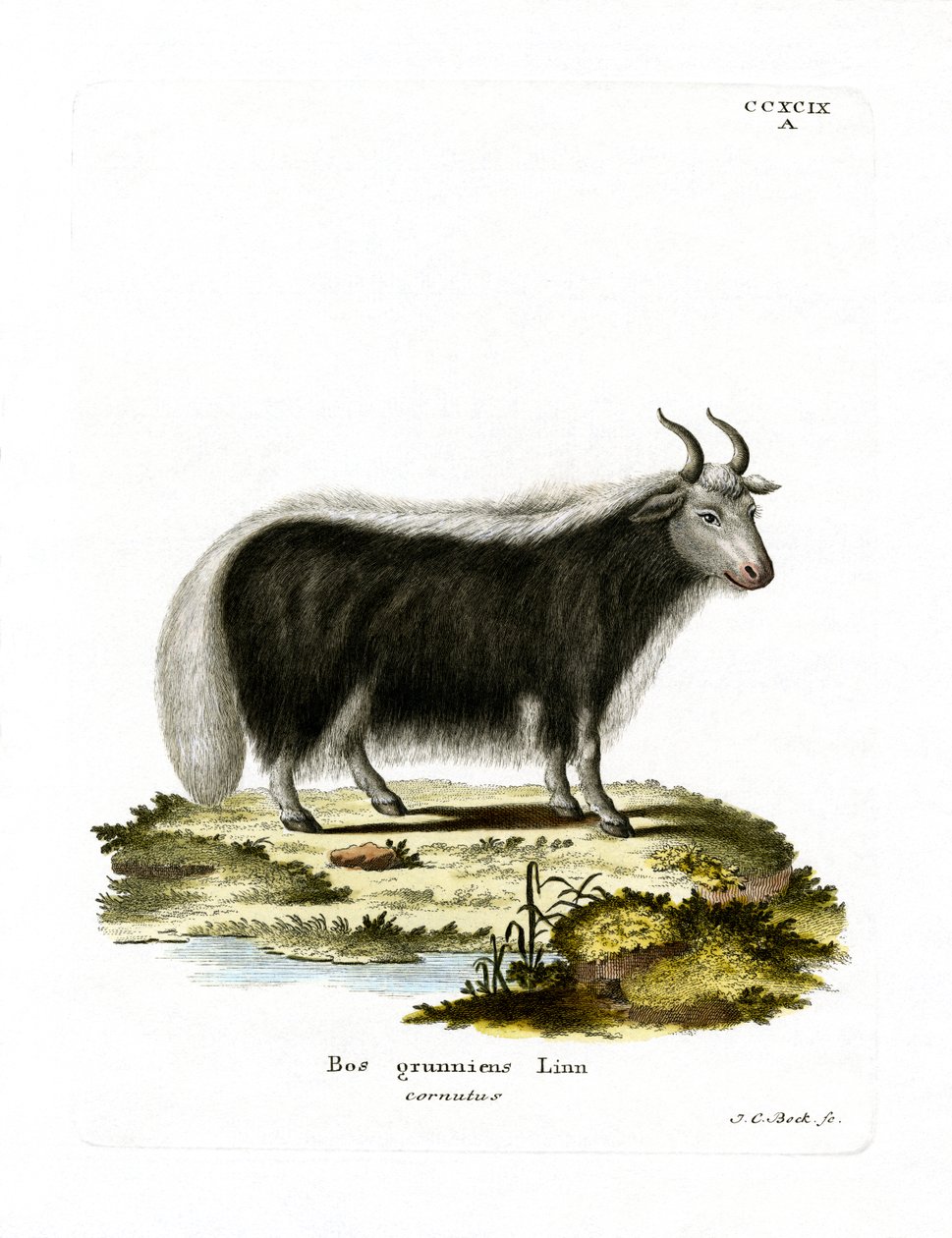 Yak (barevné rytí) od German School