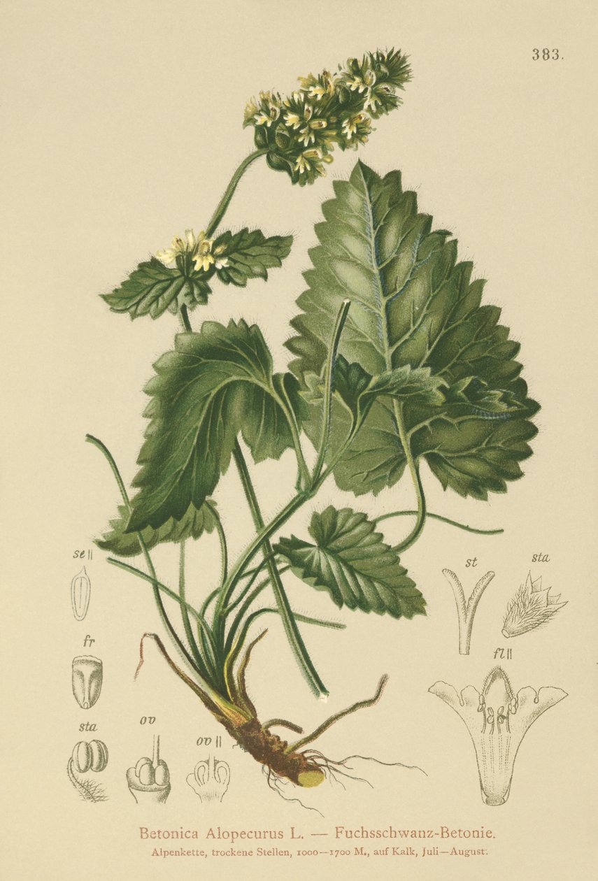Betonie žlutá (Betonica Alopecurus, Stachys alopecuros) od German School