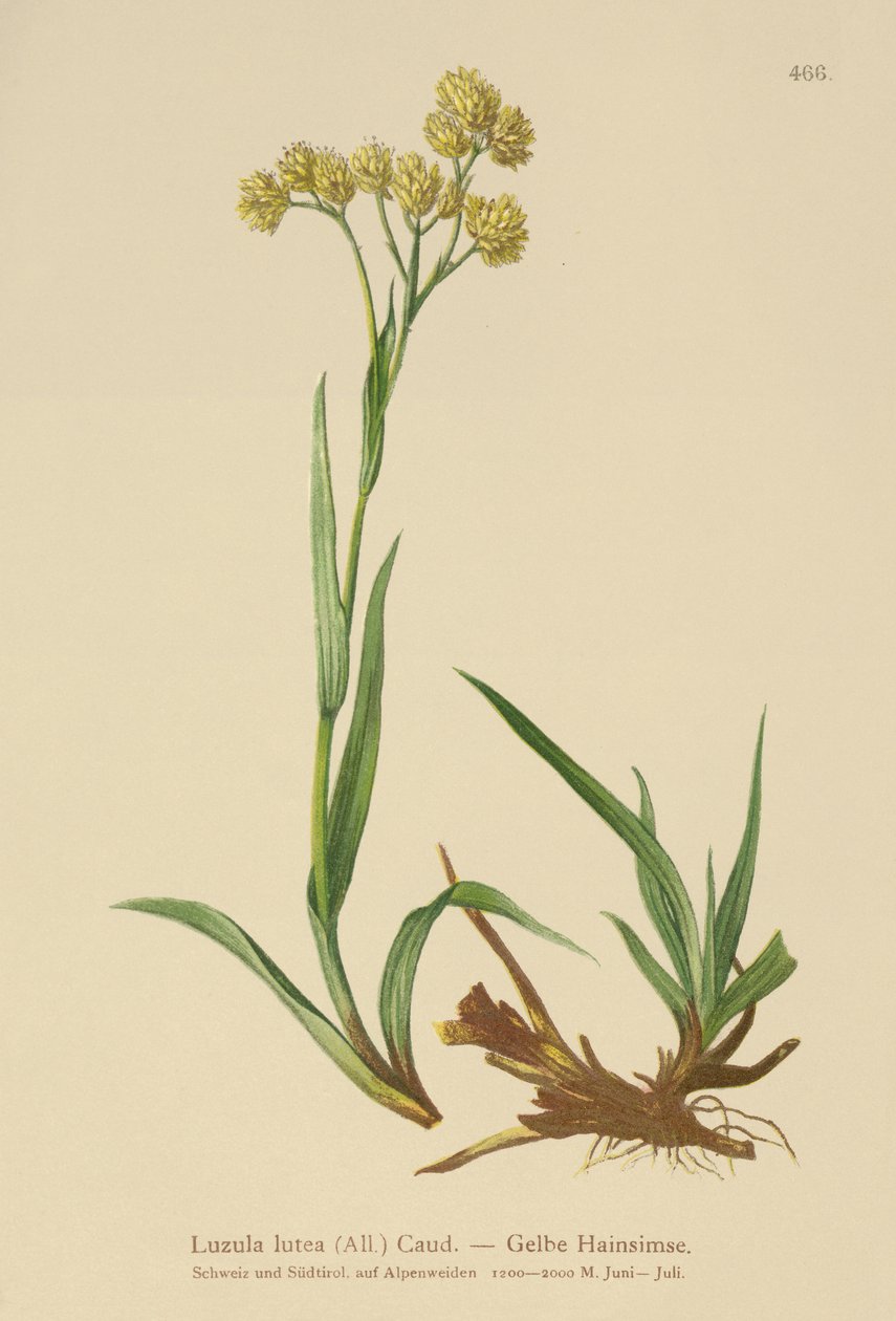 Žlutá dřevina (Luzula lutea) od German School