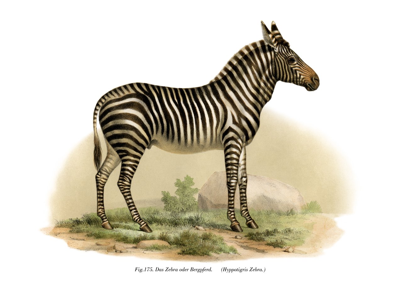 Zebra, 1860 od German School
