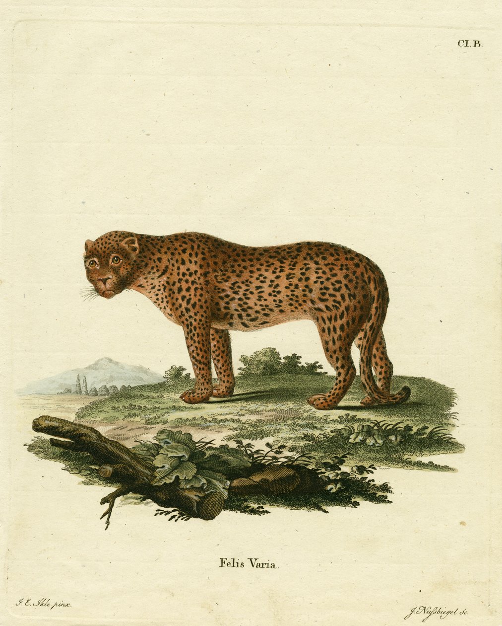 panter (barevná rytina) od German School
