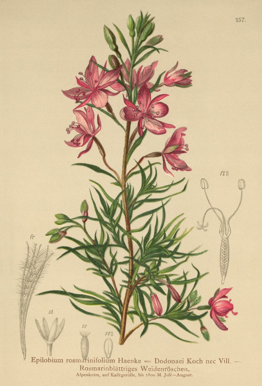 vrbovka rozmarýnová (Epilobium rosmarinifolium, Epilobium Dodonaei) od German School