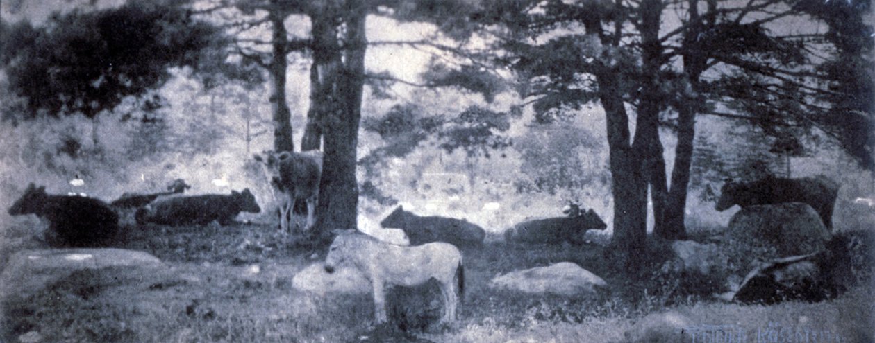 The Pathos of the Jackass od Gertrude Käsebier