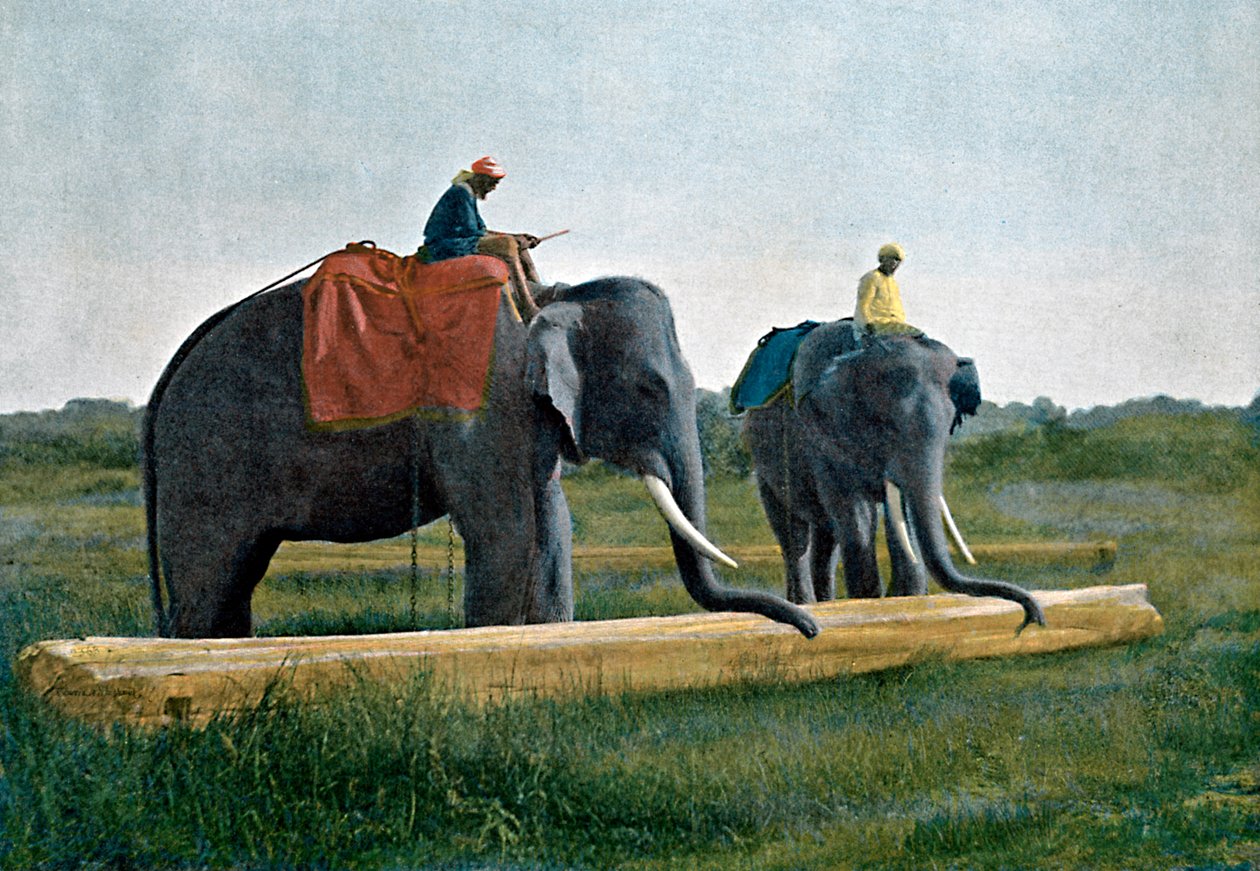 Sloni pohybující kládou, Cejlon, c1890 od Gillot