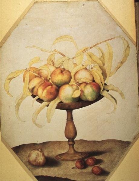 Bowl of Peaches (tempera na pergamenu) od Giovanna Garzoni