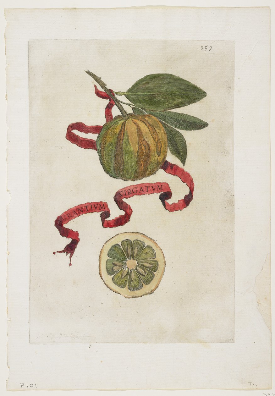 Aurantium Virgatum, z Hesperidek, 1646 od Giovanni Battista Ferrari