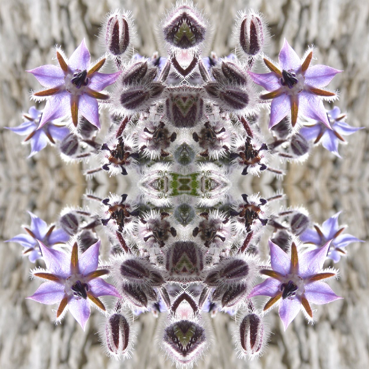 Unnatural 159 (digitálně upravená fotografie) od Giovanni Cafagna