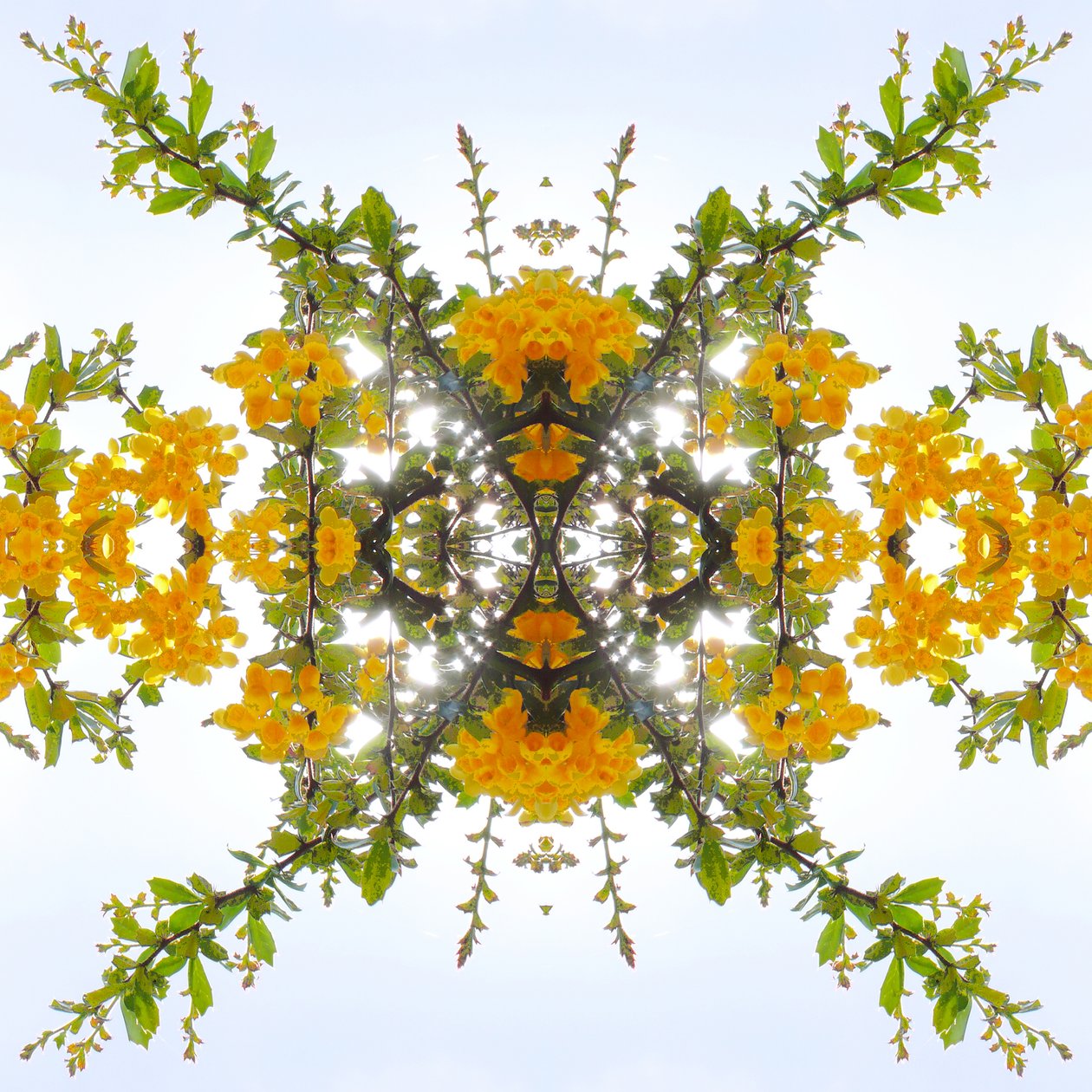 Unnatural 175 (digitálně upravená fotografie) od Giovanni Cafagna