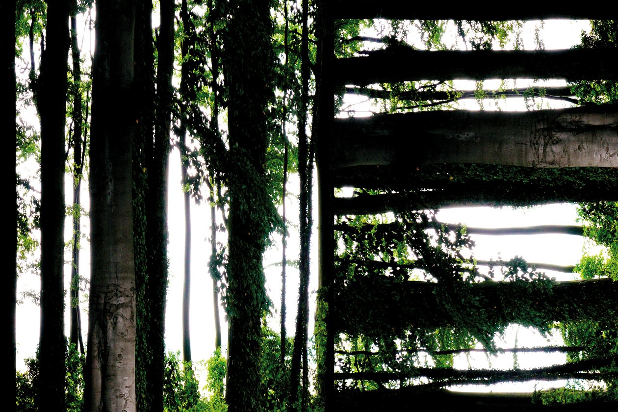 Unnatural 55 (digitálně upravená fotografie) od Giovanni Cafagna