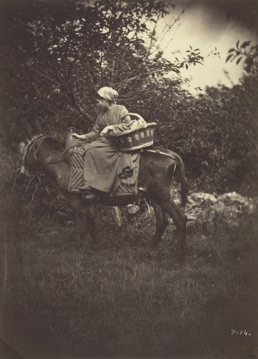 Samice selského jezdeckého osla, 1870. od Giraudon