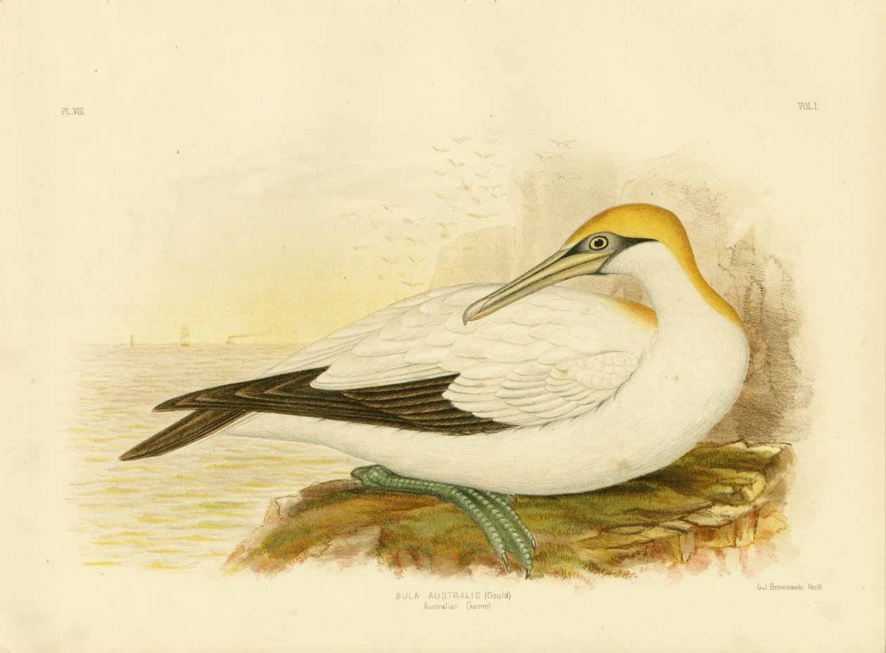 Gannet Australský, 1891 od Gracius Broinowski