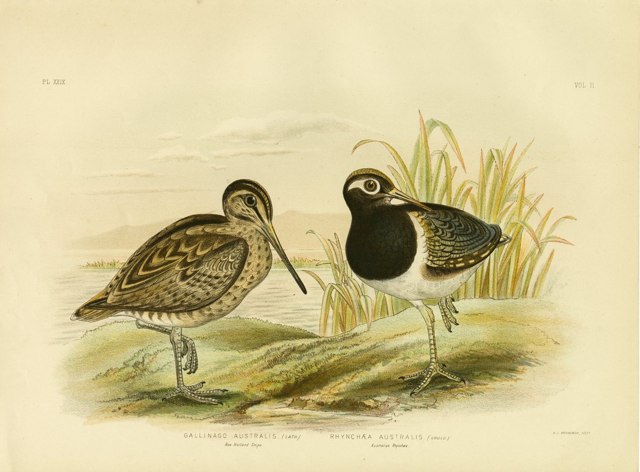Bekasina australská nebo bekasina Lathamova, 1891 od Gracius Broinowski