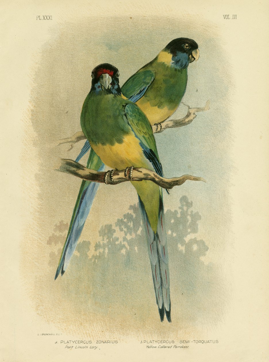 Bauerův parakeet nebo Port Lincoln Lory, 1891 od Gracius Broinowski