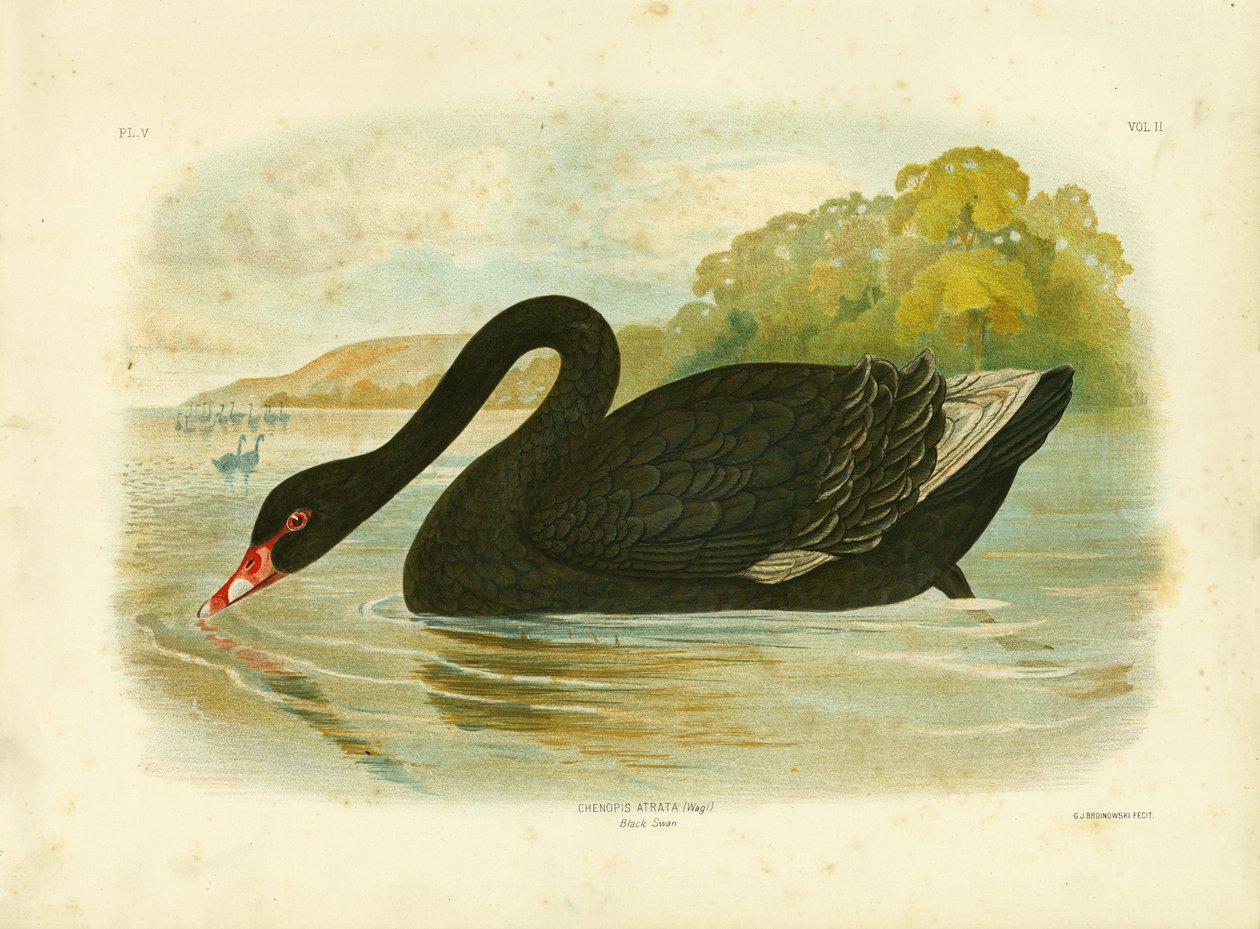 Černá labuť, 1891 od Gracius Broinowski