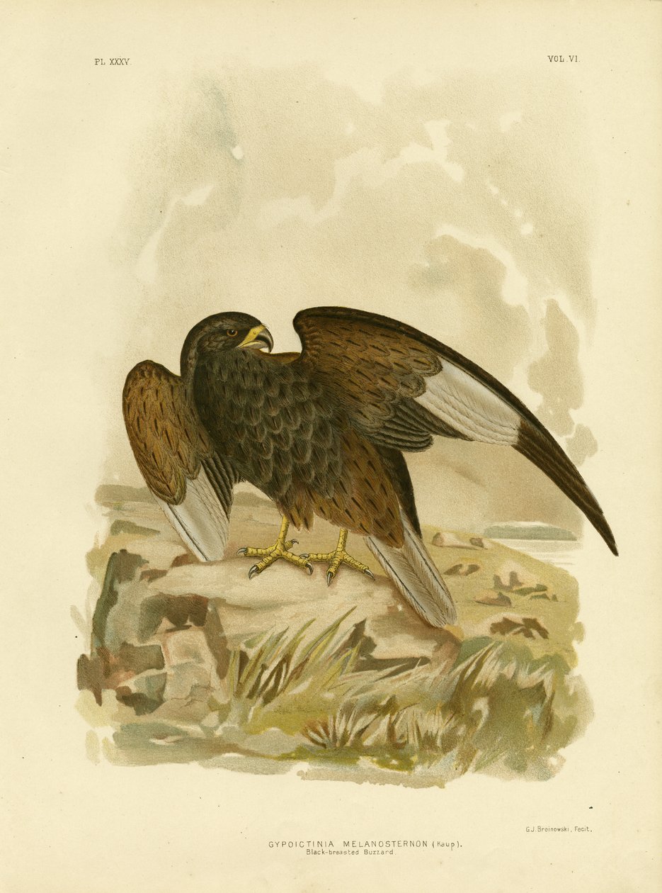 Káně černoprsé, 1891 od Gracius Broinowski