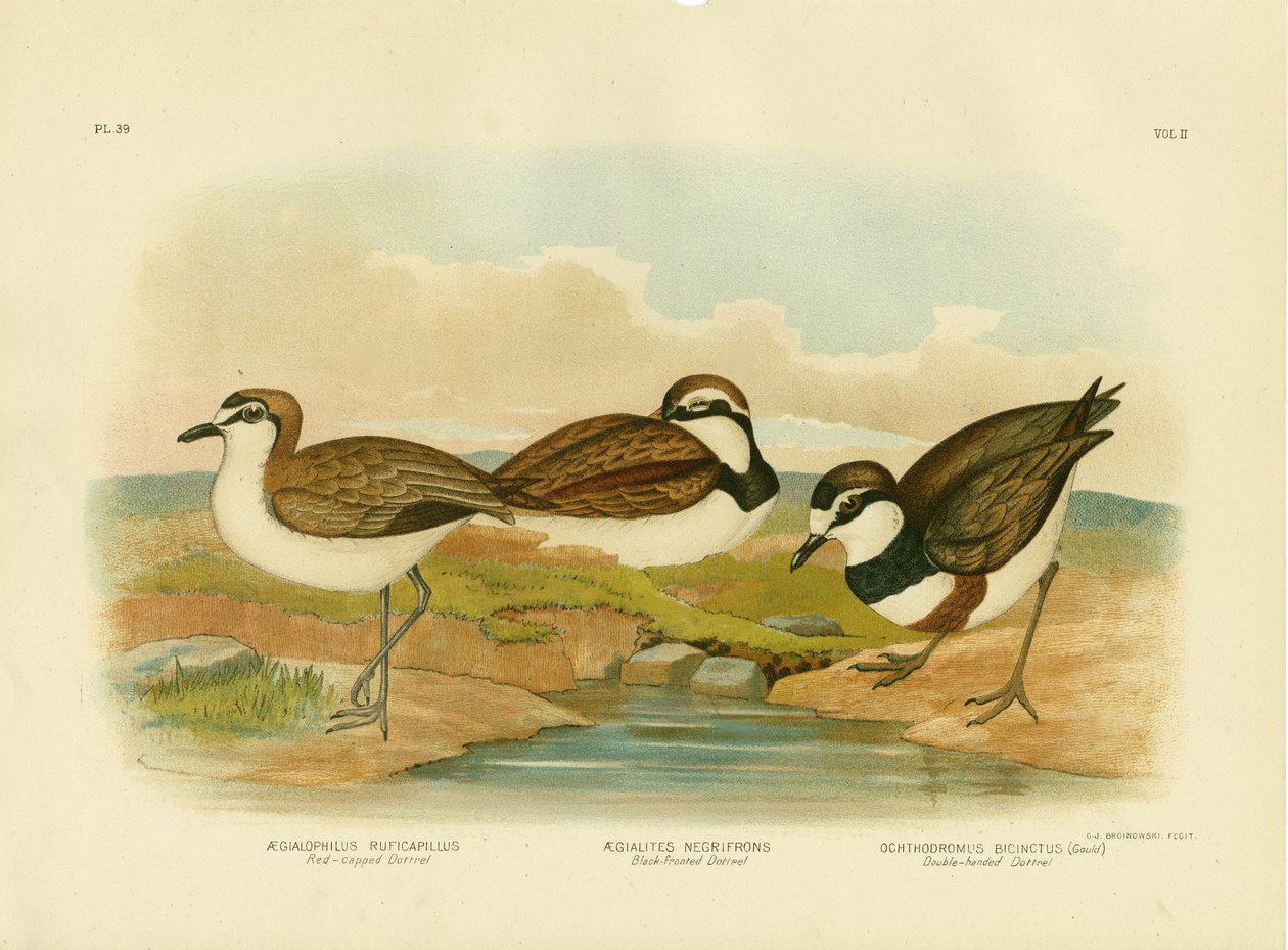 Black-Fronted Dotterel, 1891 od Gracius Broinowski