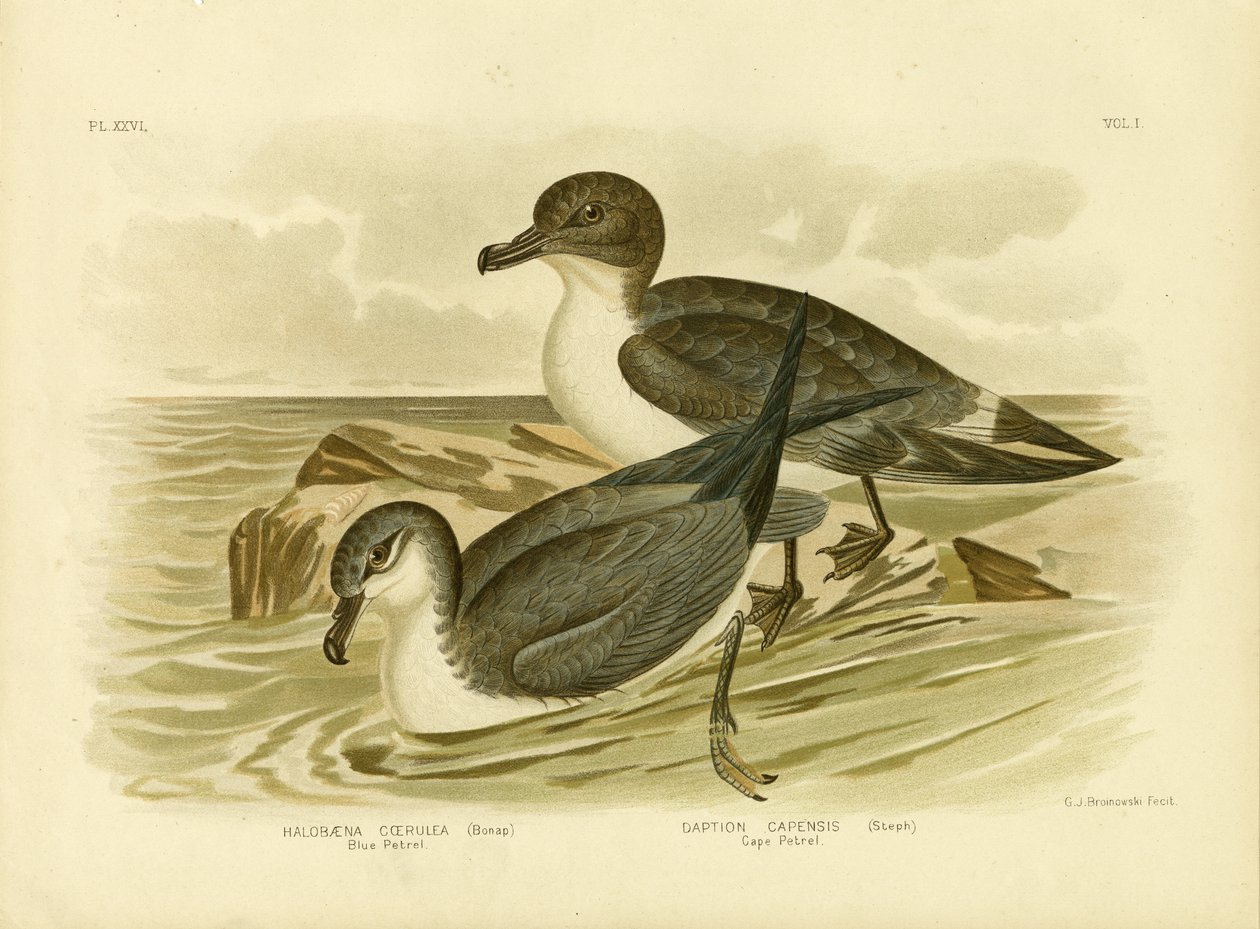 Blue Petrel, 1891 od Gracius Broinowski