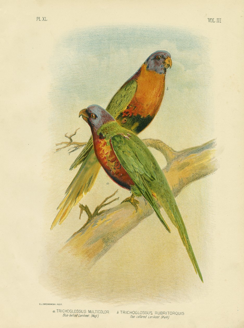 Lorikeet modrobřichý, 1891 od Gracius Broinowski