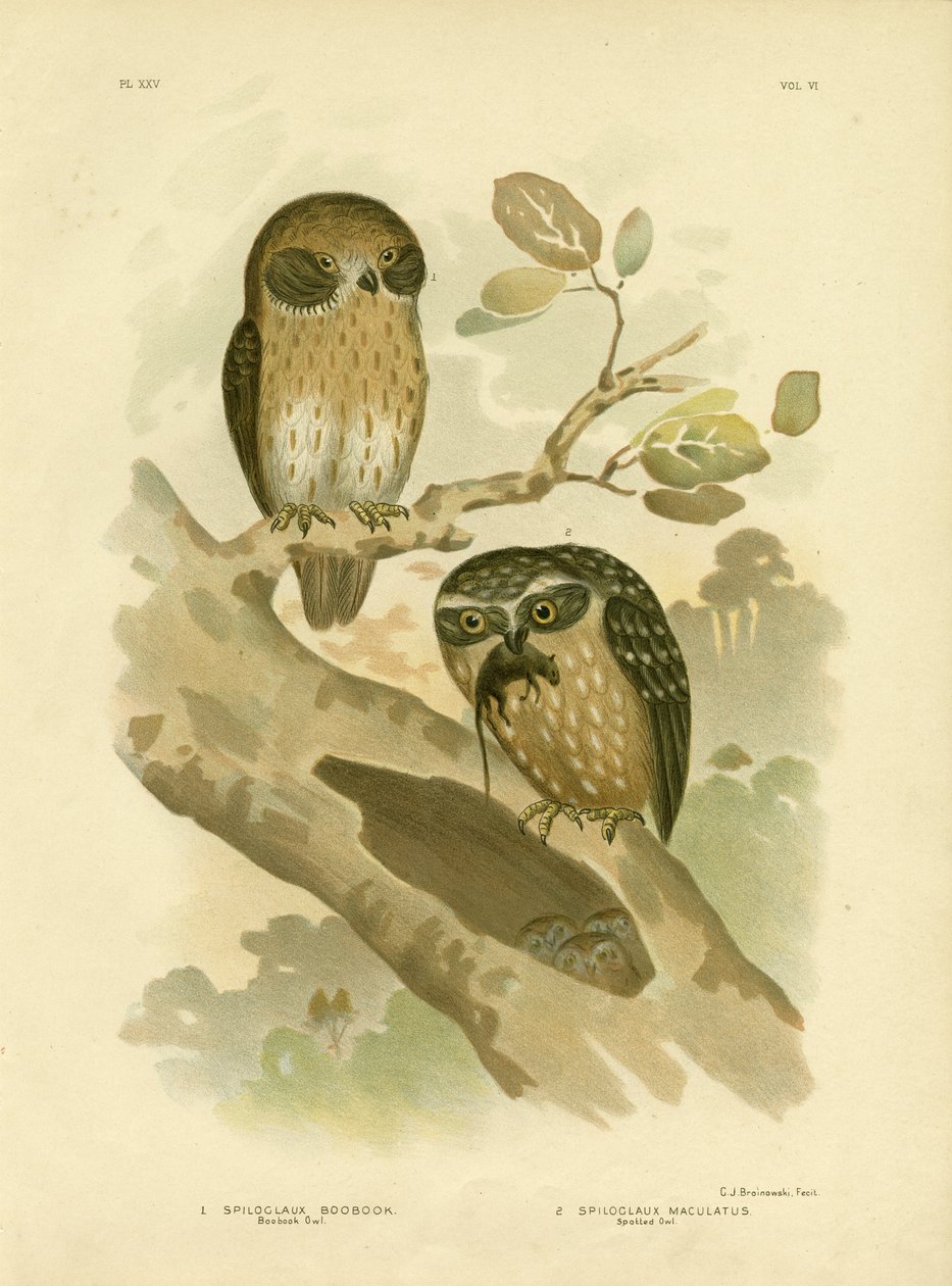 Boobook Owl, 1891 od Gracius Broinowski