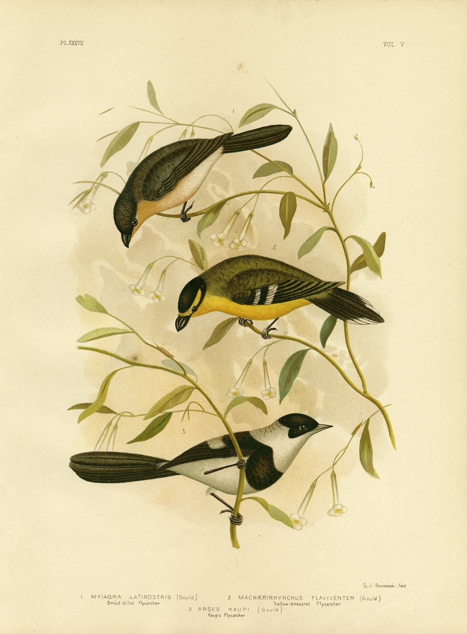 Flycatcher širokoúhlý, 1891 od Gracius Broinowski