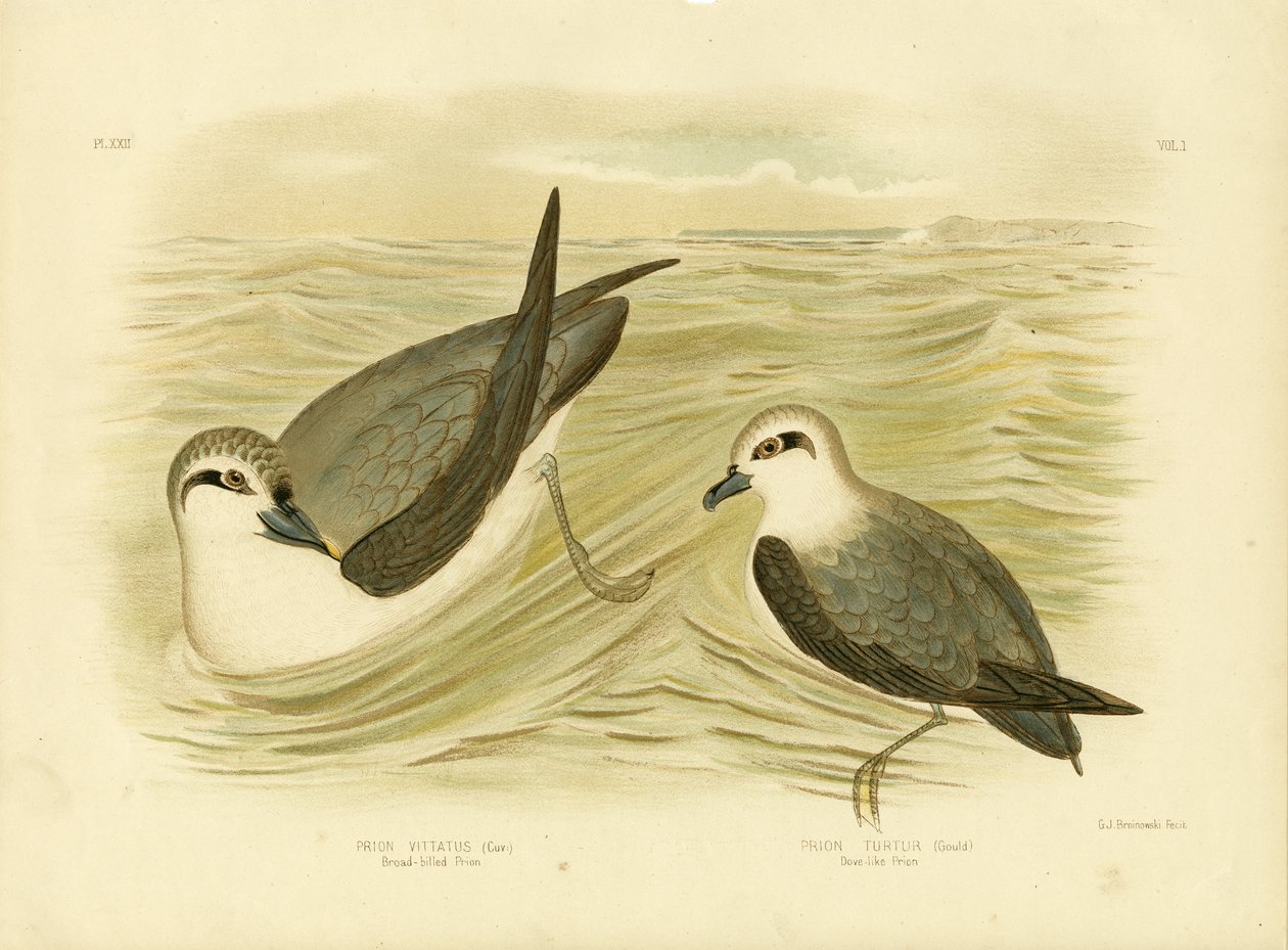 Broad-Billed Prion, 1891 od Gracius Broinowski