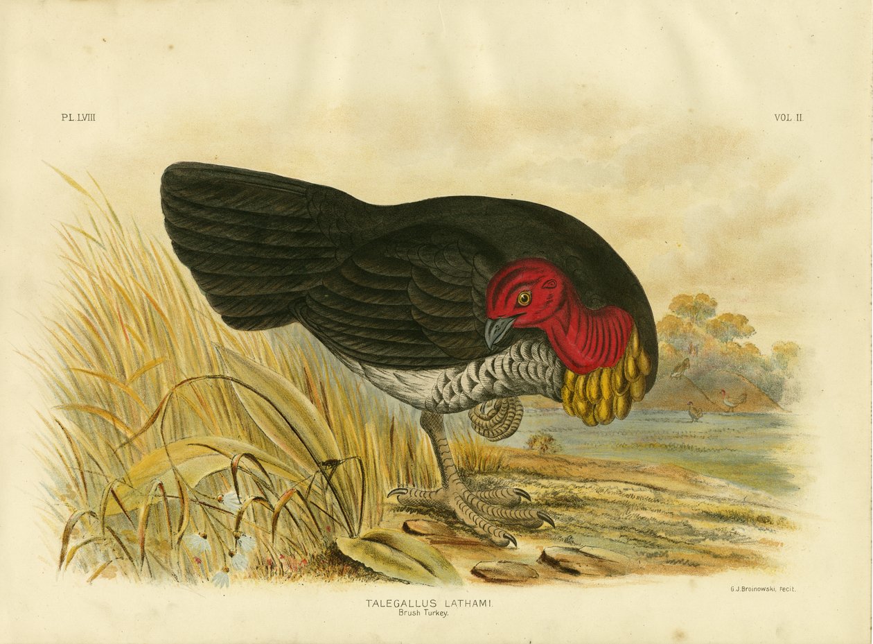 Krocan s kartáčem, 1891 od Gracius Broinowski
