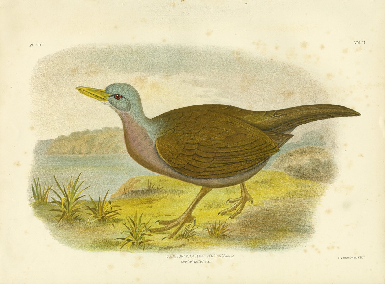 Chestnut-Bellied Rail, 1891 od Gracius Broinowski