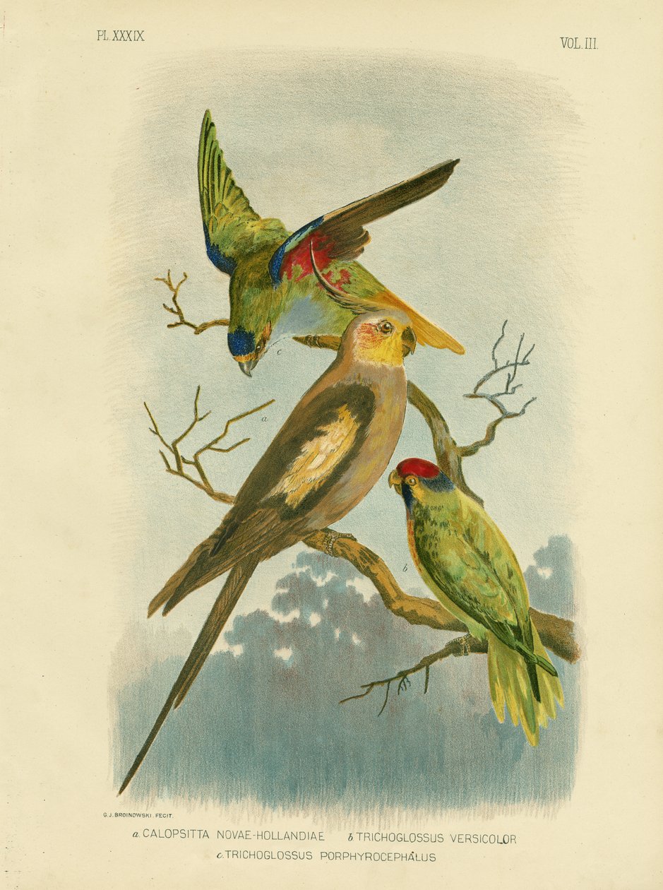Papoušek kakadu nebo kakadu, 1891 od Gracius Broinowski