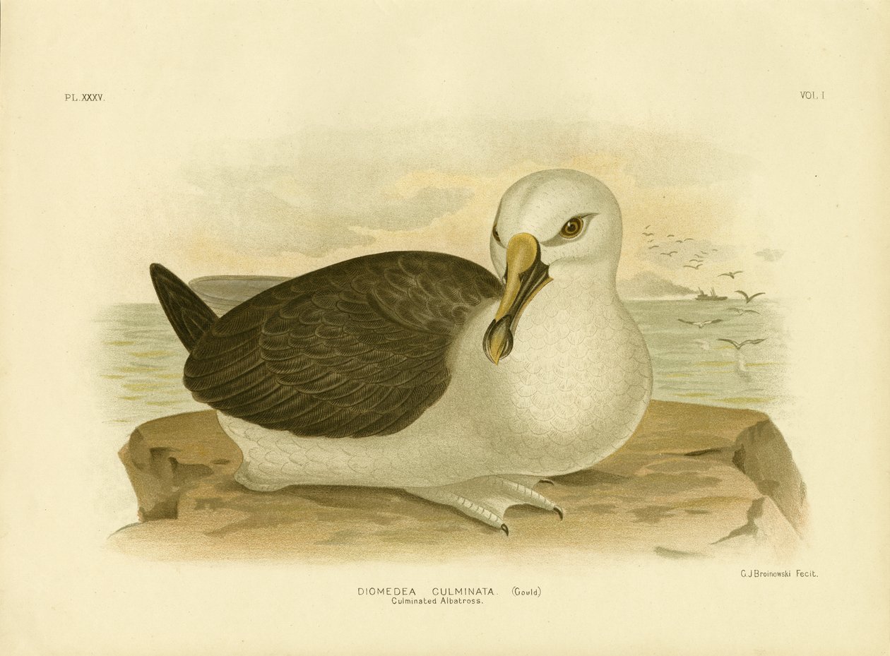 Vyvrcholený Albatros, 1891 od Gracius Broinowski