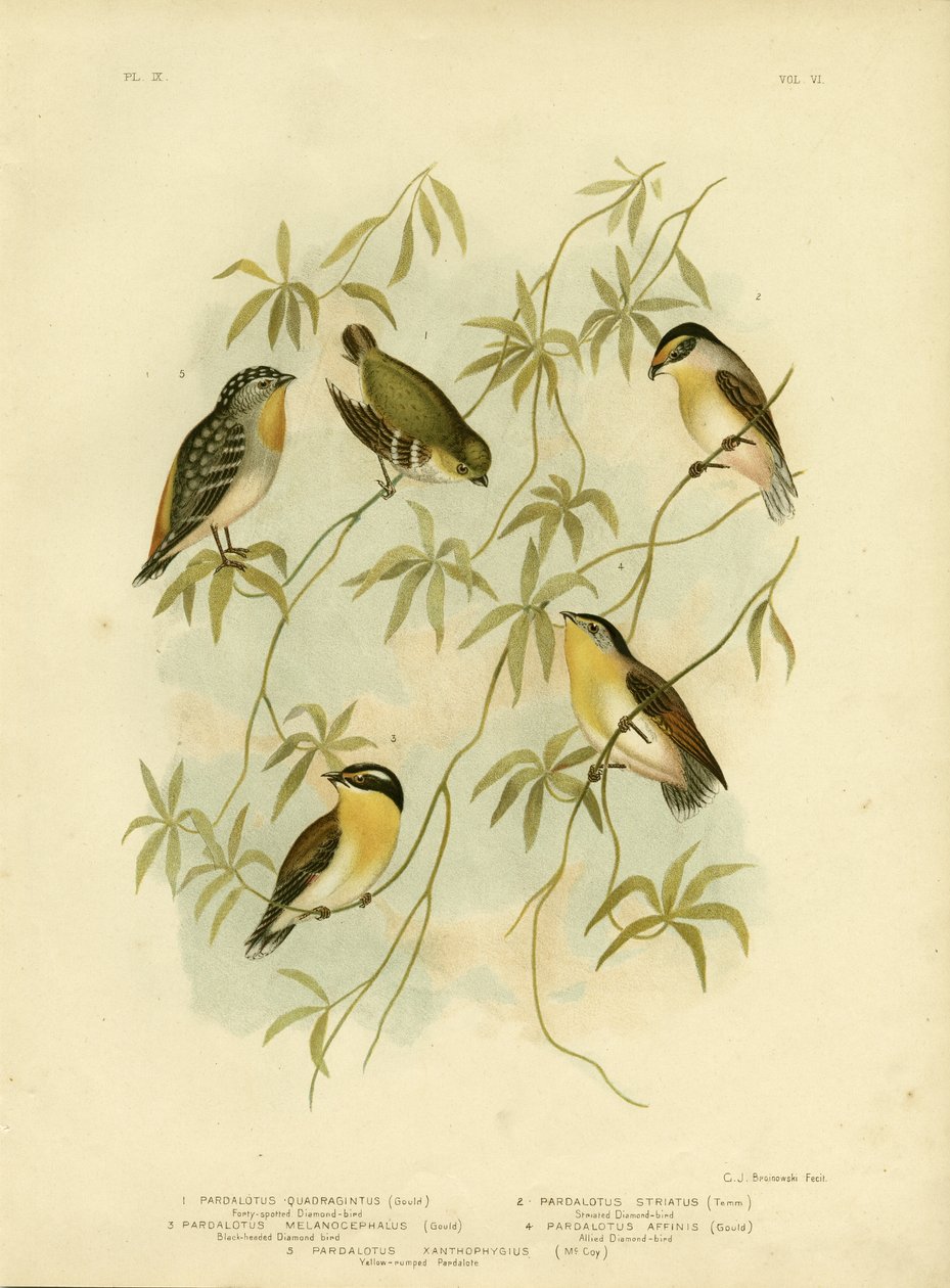 Čtyřicetiskvrnný diamantový pták nebo čtyřicetiskvrnný pardalote, 1891 od Gracius Broinowski