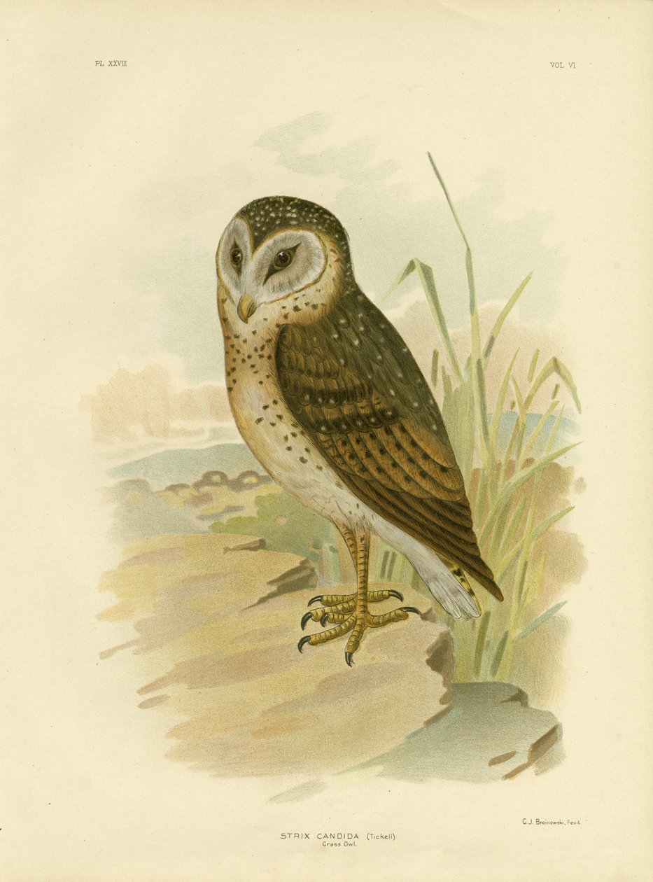 Sova travní, 1891 od Gracius Broinowski