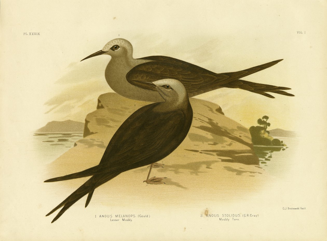 Lesser Noddy, 1891 od Gracius Broinowski