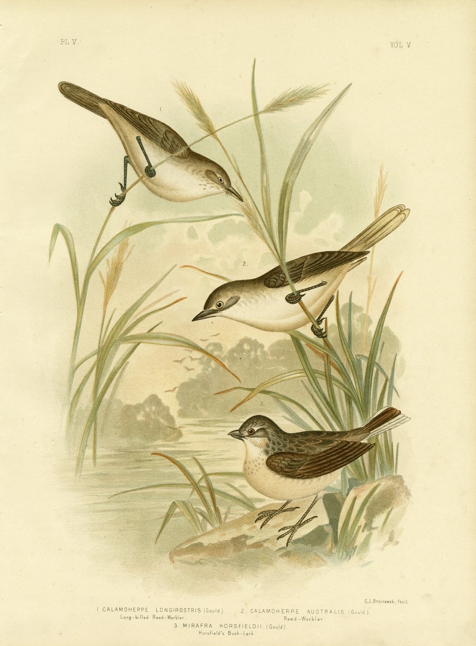 Long-Billed Reed-Warbler, 1891 od Gracius Broinowski