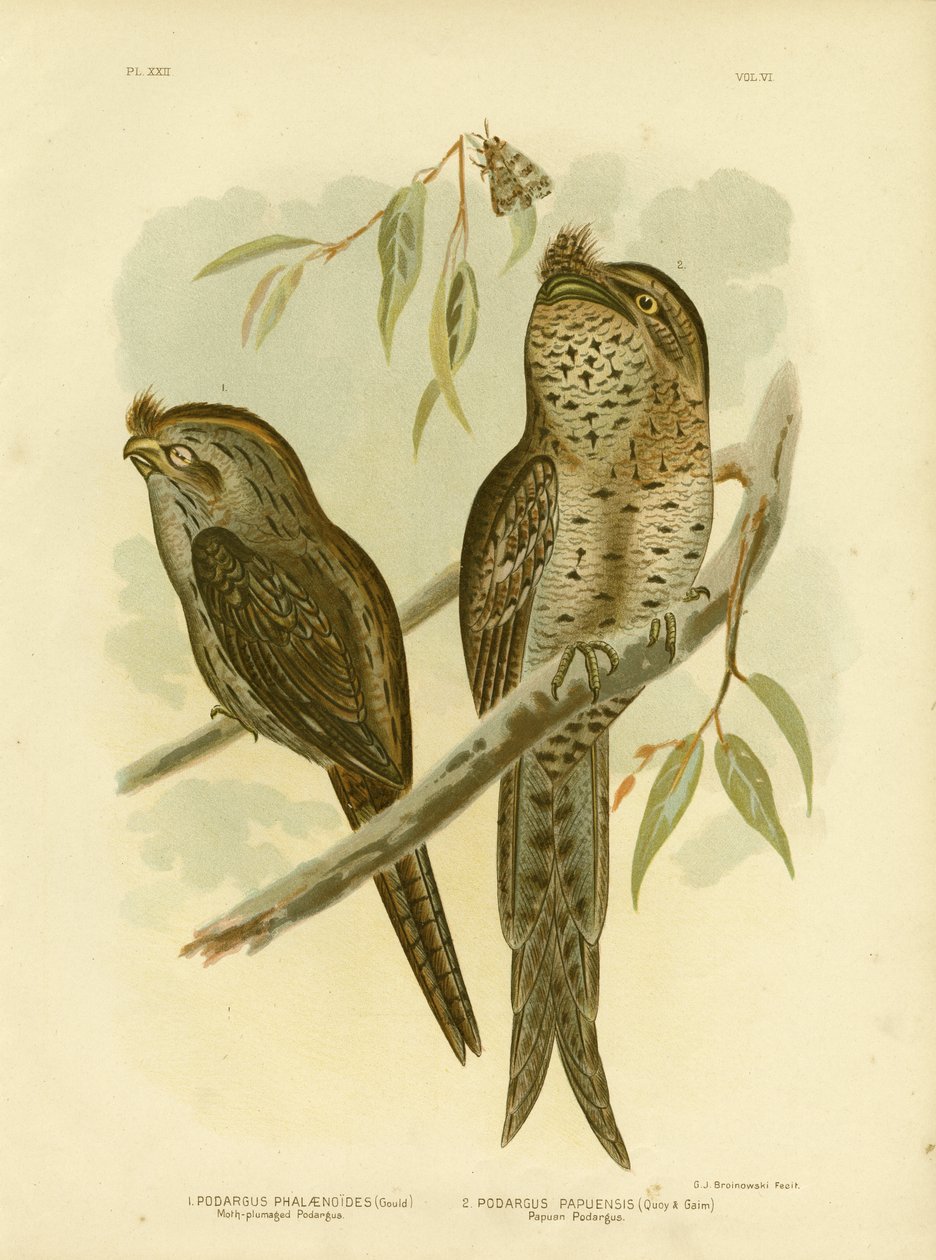 Moth-Plumaged Podargus, 1891 od Gracius Broinowski