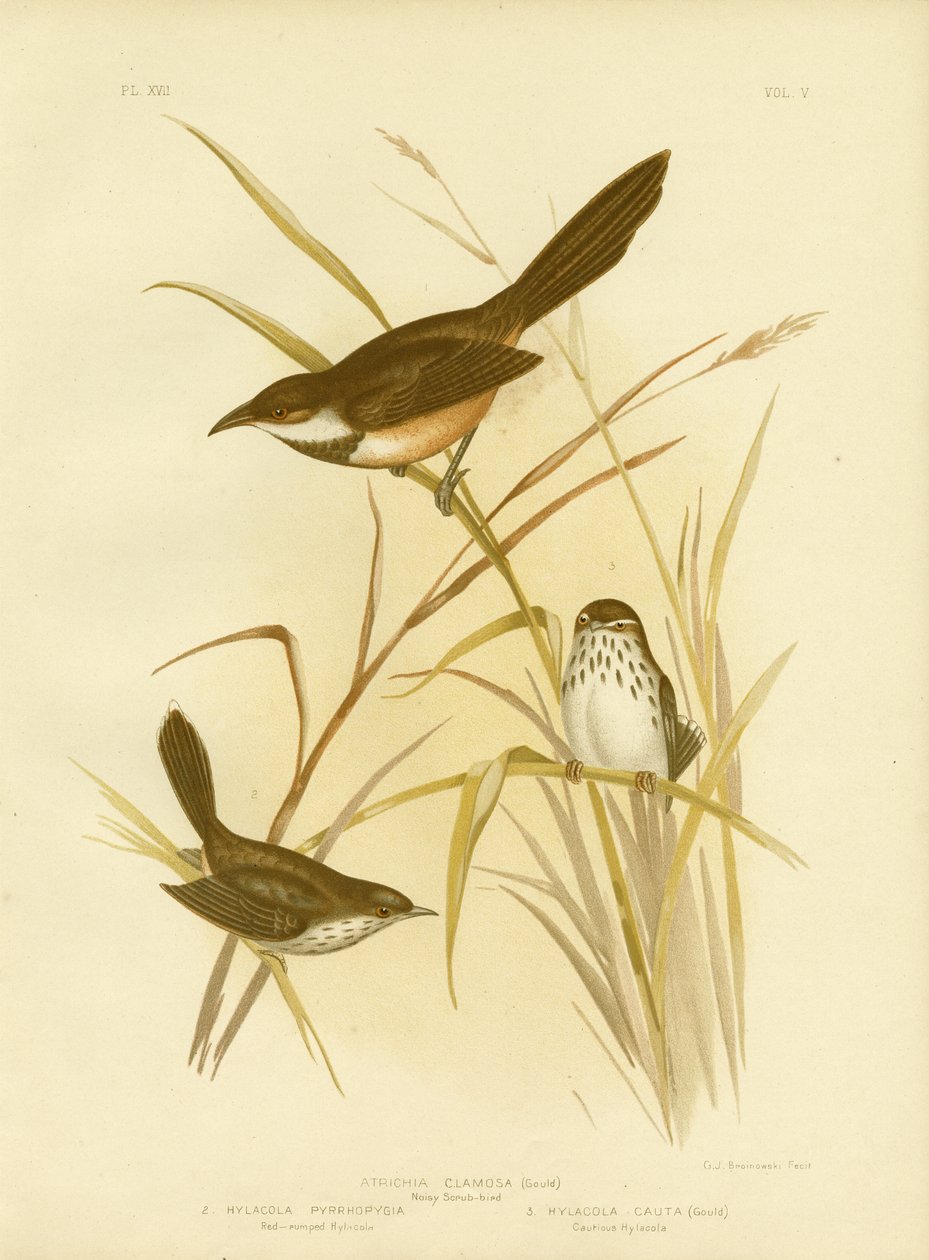 Noisy Scrub Bird, 1891 od Gracius Broinowski