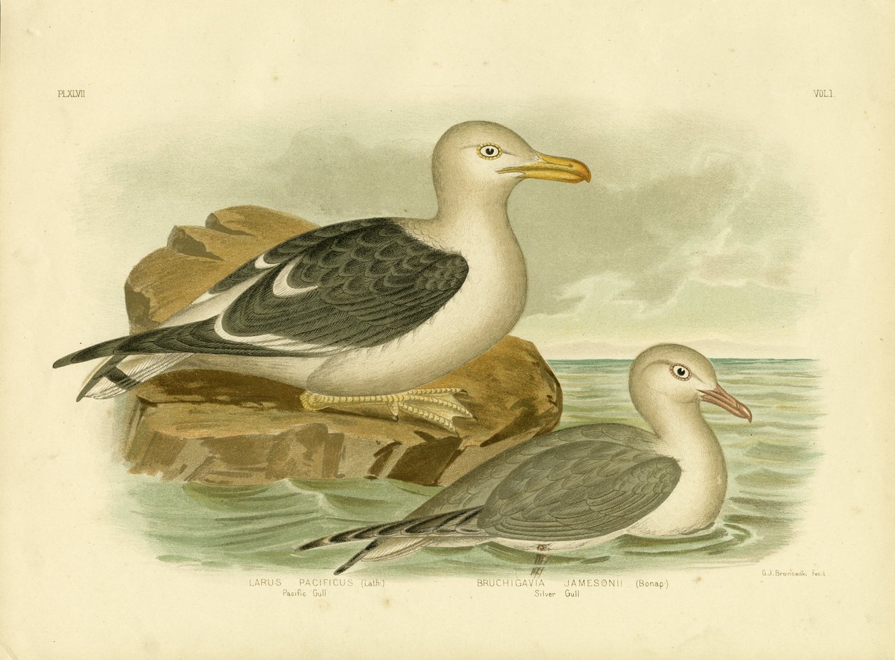 Pacific Gull, 1891 od Gracius Broinowski