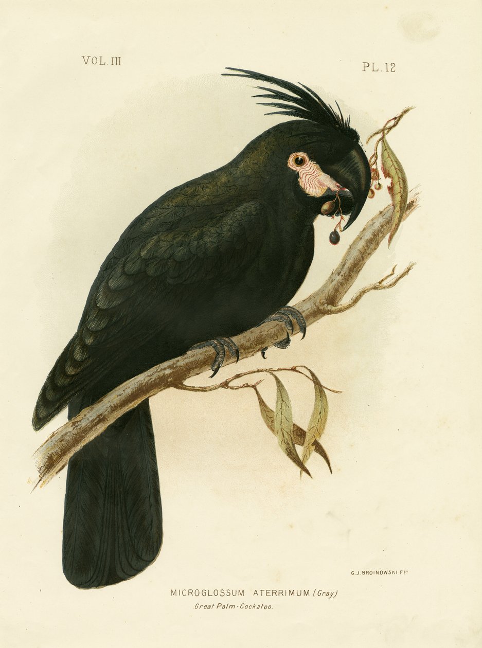 Kakadu palmový, 1891 od Gracius Broinowski