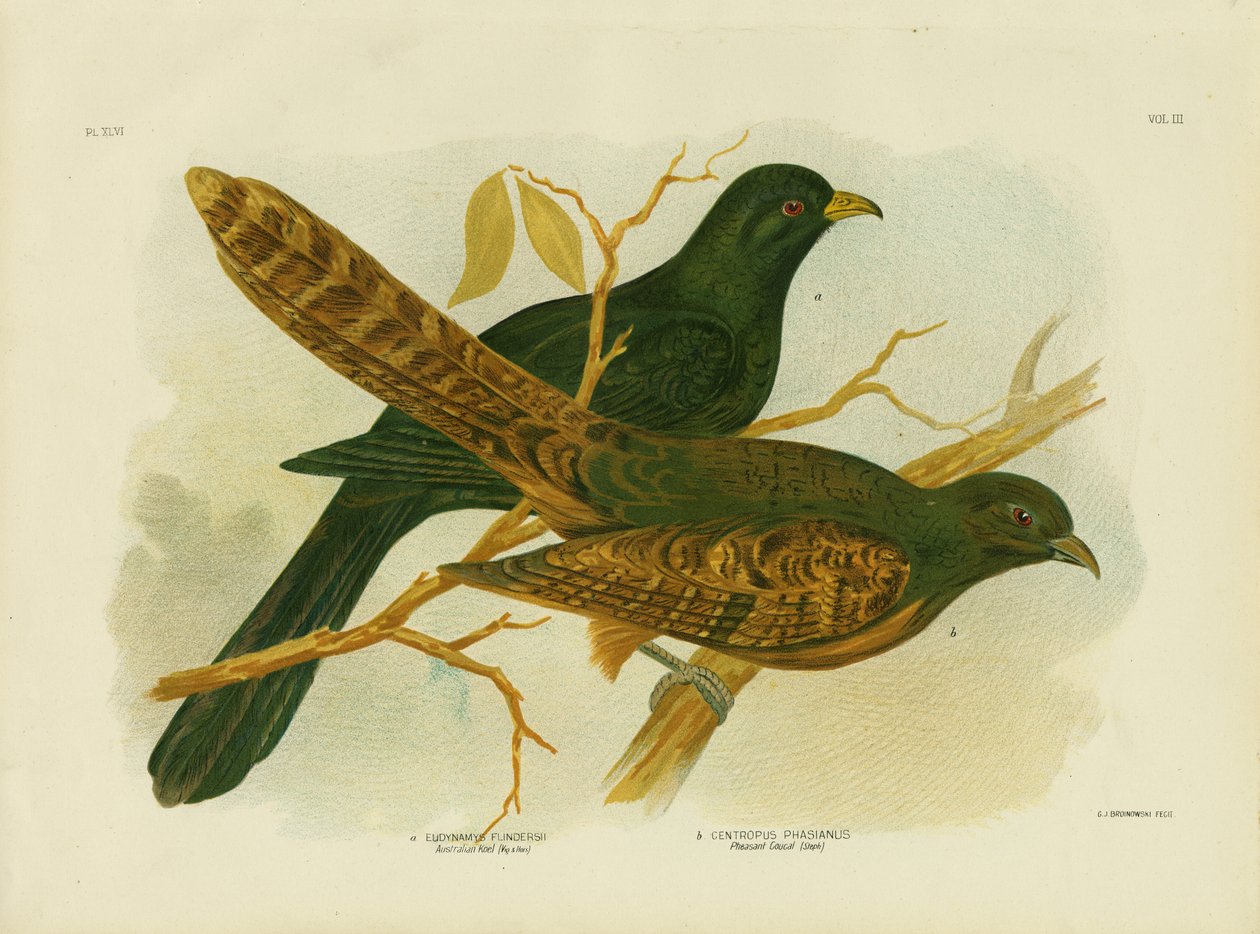 Bažant Coucal, 1891 od Gracius Broinowski