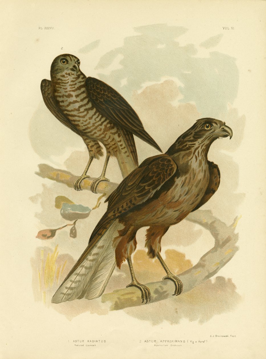 Radiated Goshawk, 1891 od Gracius Broinowski