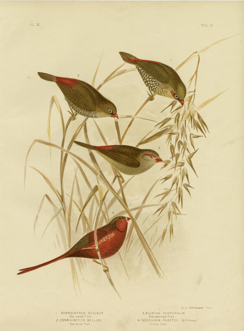 Finch červenouchý, 1891 od Gracius Broinowski
